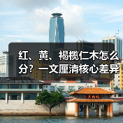 红、黄、褐榄仁木怎么分?一文厘清核心差异与应用边界(图4) 红、黄、褐榄仁木怎么分?一文厘清核心差异与应用边界(图4)