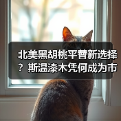 北美黑胡桃平替新选择？斯温漆木凭何成为市场新宠（图1）