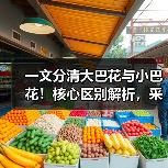 一文分清大巴花与小巴花！核心区别解析，采购避坑必看（图4）