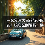 一文分清大巴花与小巴花!核心区别解析,采购避坑必看(图3) 一文分清大巴花与小巴花!核心区别解析,采购避坑必看(图3)