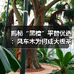 揭秘“黑檀”平替优选:风车木为何成大板茶桌高端材质新宠?(图4) 揭秘“黑檀”平替优选:风车木为何成大板茶桌高端材质新宠?(图4)