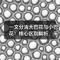 一文分清大巴花与小巴花!核心区别解析,采购避坑必看(图2) 一文分清大巴花与小巴花!核心区别解析,采购避坑必看(图2)