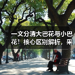 一文分清大巴花与小巴花!核心区别解析,采购避坑必看(图4) 一文分清大巴花与小巴花!核心区别解析,采购避坑必看(图4)