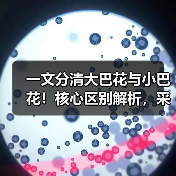 一文分清大巴花与小巴花！核心区别解析，采购避坑必看（图2）