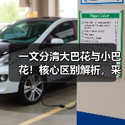 一文分清大巴花与小巴花！核心区别解析，采购避坑必看（图1）