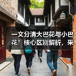 一文分清大巴花与小巴花!核心区别解析,采购避坑必看(图1) 一文分清大巴花与小巴花!核心区别解析,采购避坑必看(图1)