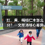 红、黄、褐榄仁木怎么分?一文厘清核心差异与应用边界(图2) 红、黄、褐榄仁木怎么分?一文厘清核心差异与应用边界(图2)