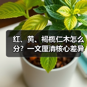 红、黄、褐榄仁木怎么分?一文厘清核心差异与应用边界(图4) 红、黄、褐榄仁木怎么分?一文厘清核心差异与应用边界(图4)