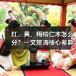 红、黄、褐榄仁木怎么分?一文厘清核心差异与应用边界(图3) 红、黄、褐榄仁木怎么分?一文厘清核心差异与应用边界(图3)