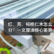红、黄、褐榄仁木怎么分?一文厘清核心差异与应用边界(图2) 红、黄、褐榄仁木怎么分?一文厘清核心差异与应用边界(图2)