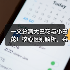 一文分清大巴花与小巴花!核心区别解析,采购避坑必看(图2) 一文分清大巴花与小巴花!核心区别解析,采购避坑必看(图2)