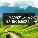 一文分清大巴花与小巴花!核心区别解析,采购避坑必看(图4) 一文分清大巴花与小巴花!核心区别解析,采购避坑必看(图4)