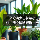 一文分清大巴花与小巴花！核心区别解析，采购避坑必看（图3）
