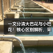 一文分清大巴花与小巴花!核心区别解析,采购避坑必看(图3) 一文分清大巴花与小巴花!核心区别解析,采购避坑必看(图3)