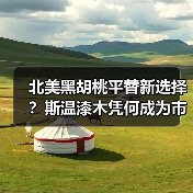 北美黑胡桃平替新选择?斯温漆木凭何成为市场新宠(图2) 北美黑胡桃平替新选择?斯温漆木凭何成为市场新宠(图2)