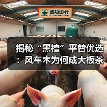 揭秘“黑檀”平替优选：风车木为何成大板茶桌高端材质新宠？（图4）