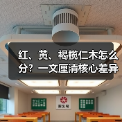 红、黄、褐榄仁木怎么分?一文厘清核心差异与应用边界(图3) 红、黄、褐榄仁木怎么分?一文厘清核心差异与应用边界(图3)