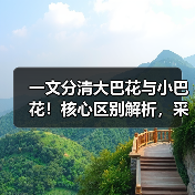 一文分清大巴花与小巴花!核心区别解析,采购避坑必看(图2) 一文分清大巴花与小巴花!核心区别解析,采购避坑必看(图2)