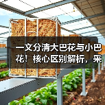 一文分清大巴花与小巴花!核心区别解析,采购避坑必看(图4) 一文分清大巴花与小巴花!核心区别解析,采购避坑必看(图4)