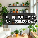 红、黄、褐榄仁木怎么分?一文厘清核心差异与应用边界(图2) 红、黄、褐榄仁木怎么分?一文厘清核心差异与应用边界(图2)