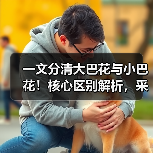 一文分清大巴花与小巴花!核心区别解析,采购避坑必看(图2) 一文分清大巴花与小巴花!核心区别解析,采购避坑必看(图2)