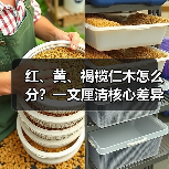 红、黄、褐榄仁木怎么分？一文厘清核心差异与应用边界（图3）