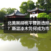 北美黑胡桃平替新选择?斯温漆木凭何成为市场新宠(图4) 北美黑胡桃平替新选择?斯温漆木凭何成为市场新宠(图4)