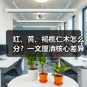 红、黄、褐榄仁木怎么分?一文厘清核心差异与应用边界(图3) 红、黄、褐榄仁木怎么分?一文厘清核心差异与应用边界(图3)