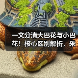 一文分清大巴花与小巴花!核心区别解析,采购避坑必看(图2) 一文分清大巴花与小巴花!核心区别解析,采购避坑必看(图2)