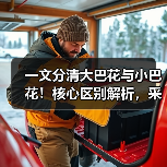 一文分清大巴花与小巴花!核心区别解析,采购避坑必看(图4) 一文分清大巴花与小巴花!核心区别解析,采购避坑必看(图4)