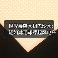世界最轻木材巴沙木:轻如鸿毛却撑起风电产业半边天(图2) 世界最轻木材巴沙木:轻如鸿毛却撑起风电产业半边天(图2)