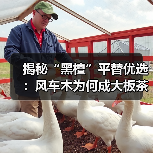 揭秘“黑檀”平替优选：风车木为何成大板茶桌高端材质新宠？（图4）