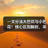 一文分清大巴花与小巴花！核心区别解析，采购避坑必看（图2）