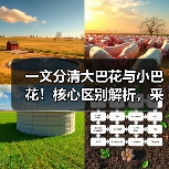 一文分清大巴花与小巴花！核心区别解析，采购避坑必看（图4）