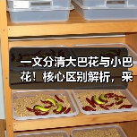 一文分清大巴花与小巴花！核心区别解析，采购避坑必看（图1）