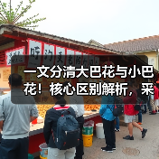 一文分清大巴花与小巴花！核心区别解析，采购避坑必看（图2）