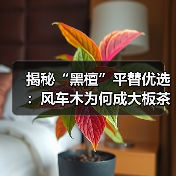 揭秘“黑檀”平替优选：风车木为何成大板茶桌高端材质新宠？（图1）