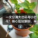 一文分清大巴花与小巴花！核心区别解析，采购避坑必看（图3）