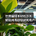世界最轻木材巴沙木：轻如鸿毛却撑起风电产业半边天（图4）