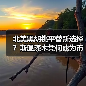 北美黑胡桃平替新选择？斯温漆木凭何成为市场新宠（图4）