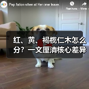 红、黄、褐榄仁木怎么分?一文厘清核心差异与应用边界(图3) 红、黄、褐榄仁木怎么分?一文厘清核心差异与应用边界(图3)