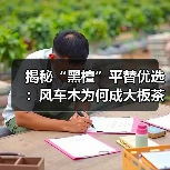 揭秘“黑檀”平替优选：风车木为何成大板茶桌高端材质新宠？（图2）