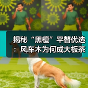 揭秘“黑檀”平替优选：风车木为何成大板茶桌高端材质新宠？（图4）