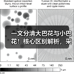 一文分清大巴花与小巴花！核心区别解析，采购避坑必看（图3）