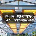 红、黄、褐榄仁木怎么分?一文厘清核心差异与应用边界(图4) 红、黄、褐榄仁木怎么分?一文厘清核心差异与应用边界(图4)