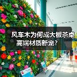 风车木为何成大板茶桌高端材质新宠?(图3) 风车木为何成大板茶桌高端材质新宠?(图3)