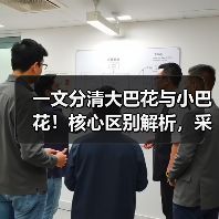 一文分清大巴花与小巴花!核心区别解析,采购避坑必看(图4) 一文分清大巴花与小巴花!核心区别解析,采购避坑必看(图4)