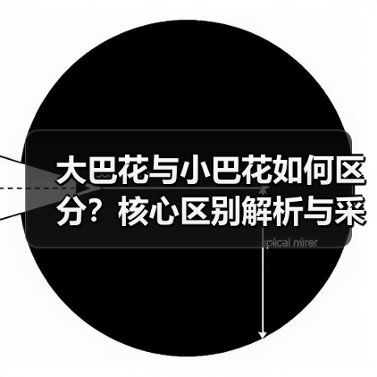 大巴花与小巴花如何区分?核心区别解析与采购避坑指南(图3) 大巴花与小巴花如何区分?核心区别解析与采购避坑指南(图3)