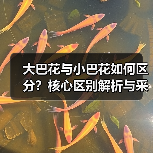 大巴花与小巴花如何区分?核心区别解析与采购避坑指南(图4) 大巴花与小巴花如何区分?核心区别解析与采购避坑指南(图4)