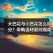 大巴花与小巴花怎么区分？采购选材避坑指南（图1）